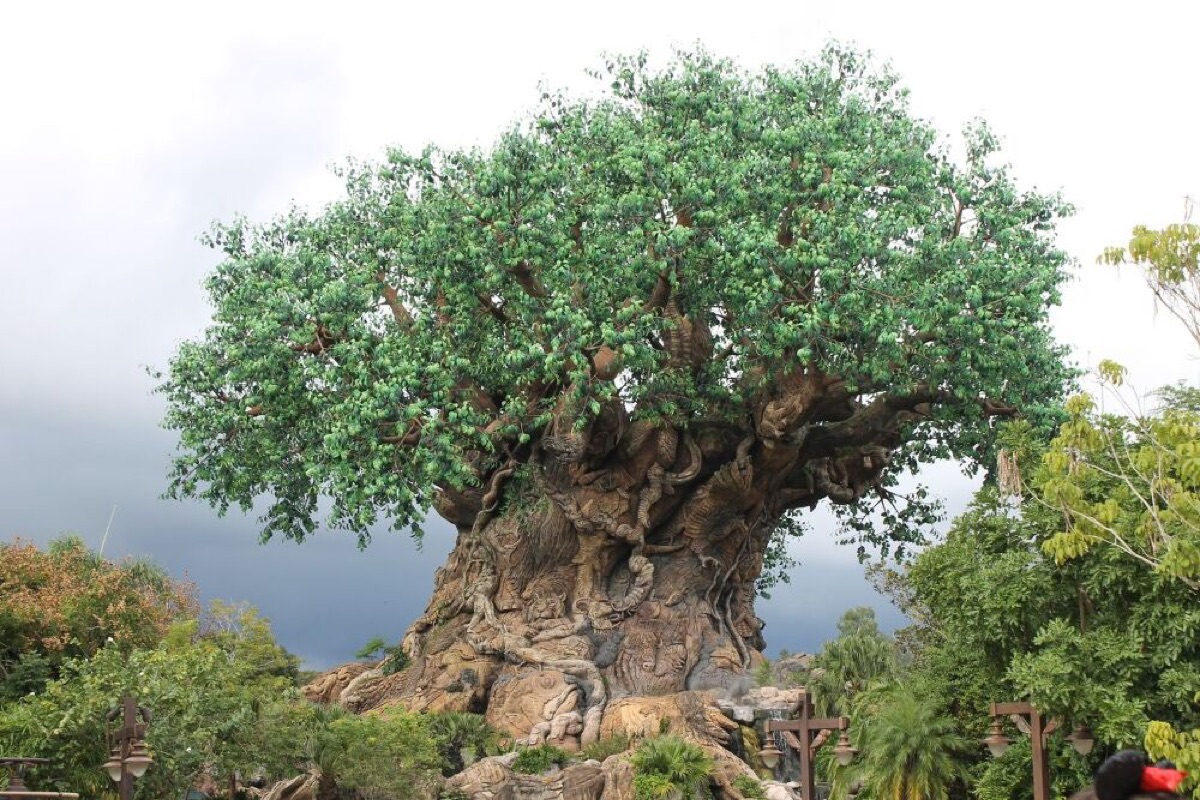never too old for disney attractions tips for disney over 50