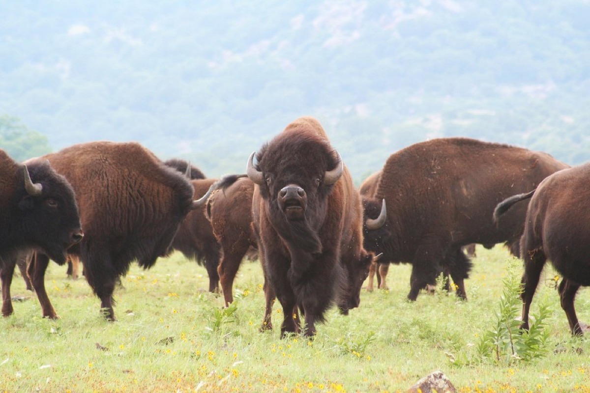 oklahoma travel guide discovering the sooner state