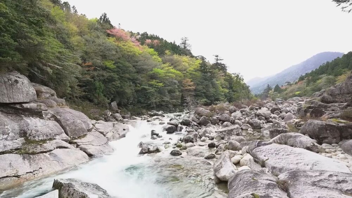 exploring yakushima a journey through japans enchanted island