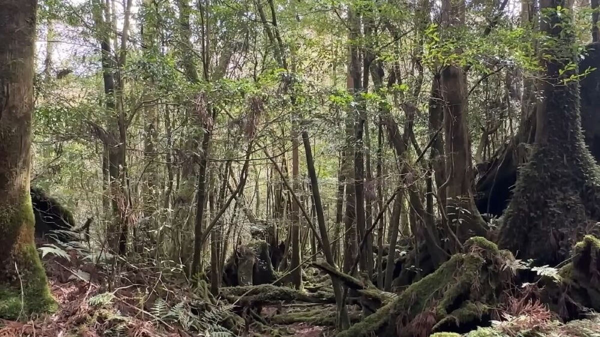 exploring yakushima a journey through japans enchanted island